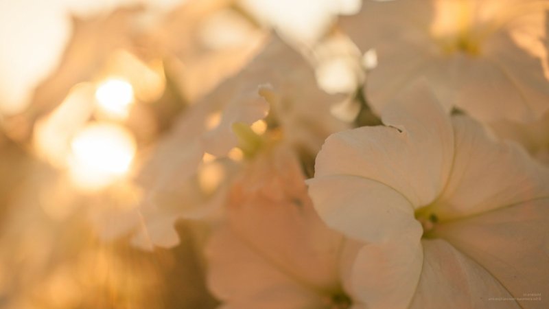 Нежные бежевые цветы