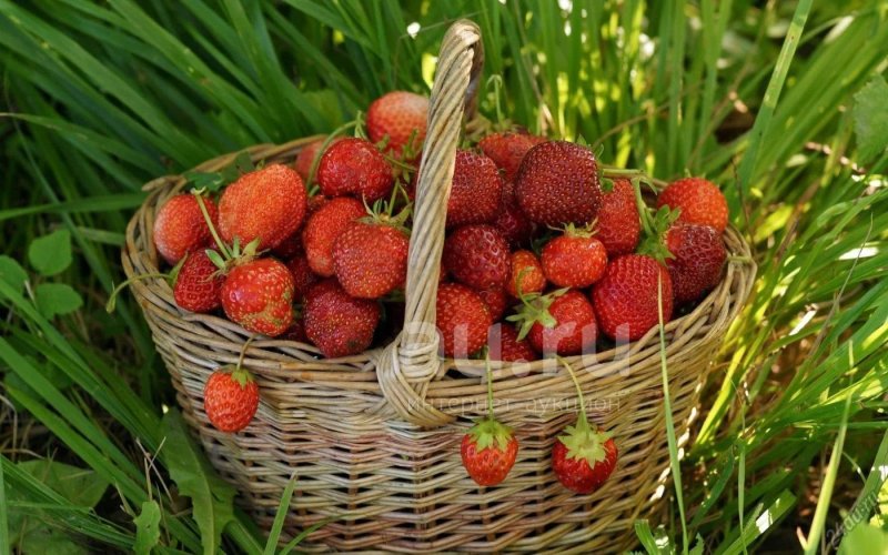 Ягоды в лукошке