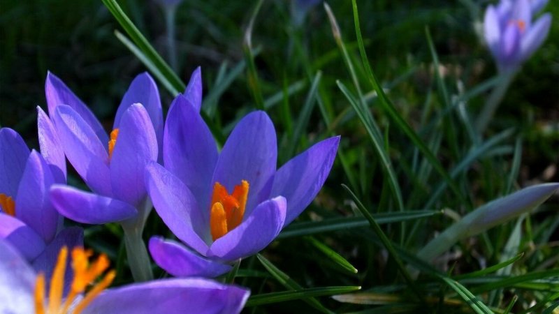 Крокус цветок фиолетовый