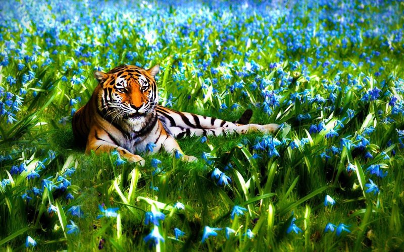 Тигр в природе