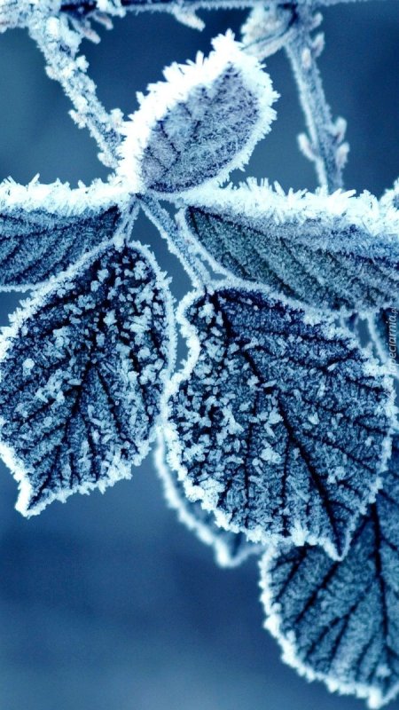 Зимние листья