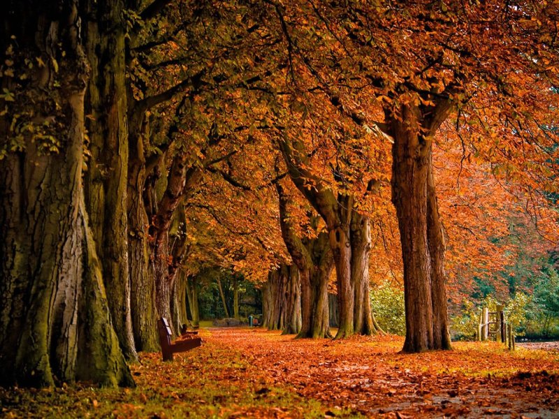 Осенний лес