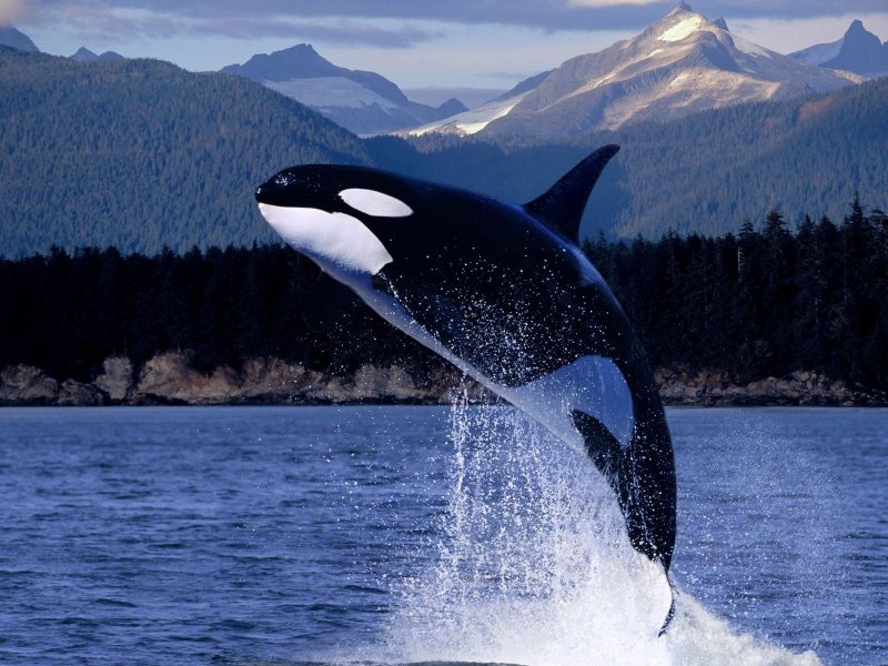 Косатка Orcinus Orca