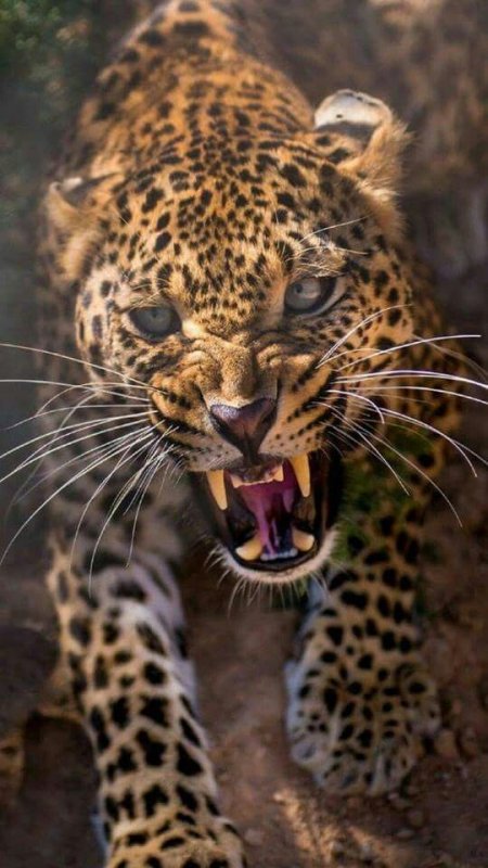 Панарский леопард