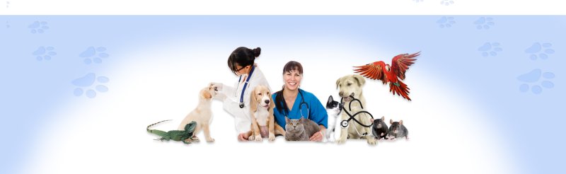 Ветеринар баннер
