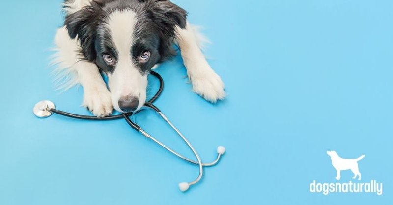 Собака на голубом фоне