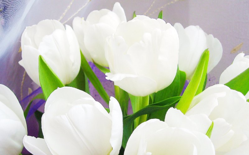 Нежные тюльпаны