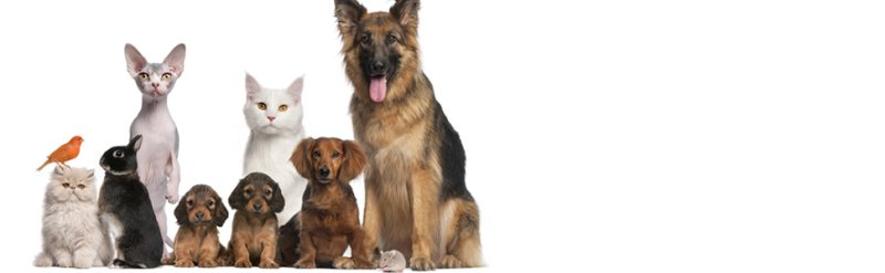 Ветаптека животные