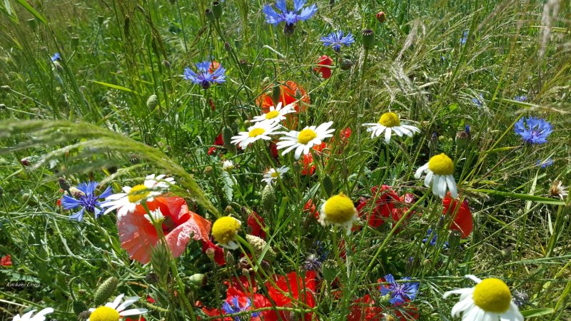 Мак Василек Лютик Незабудка