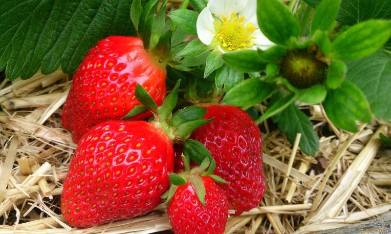 Клубника Флоренс