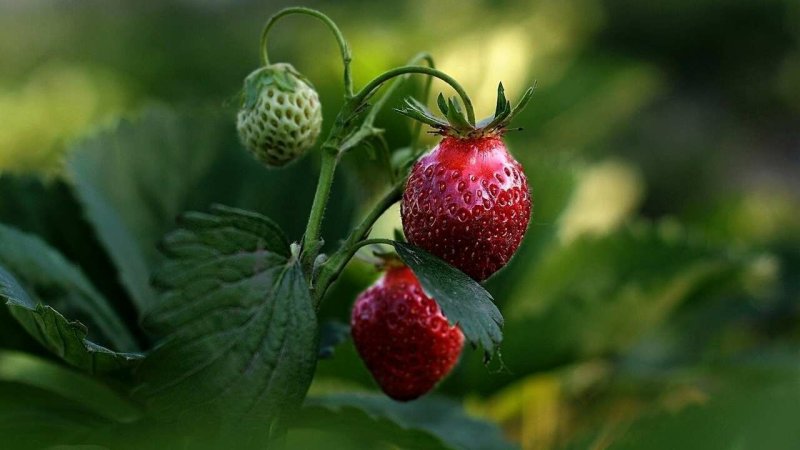 Ягода Садовая земляника