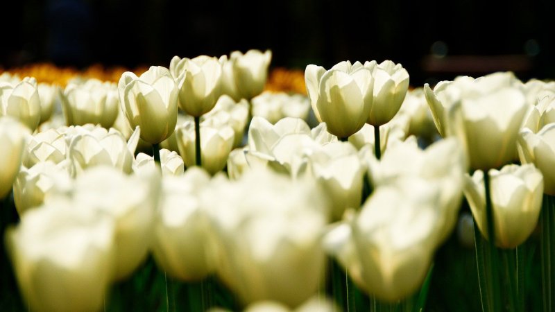 Белые тюльпаны букет