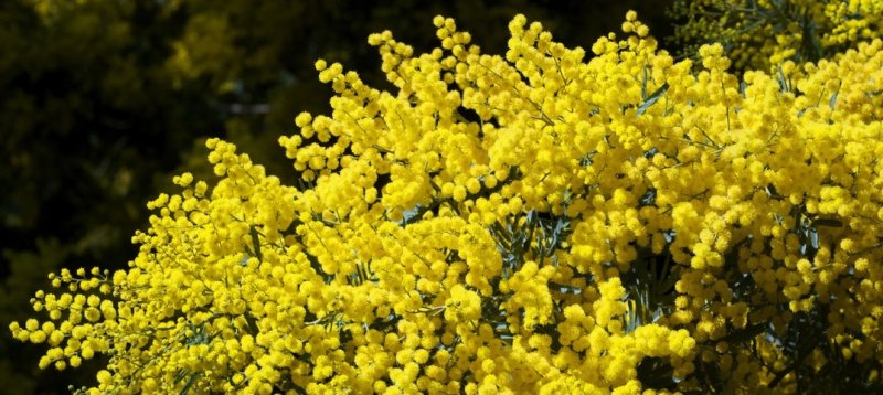 Уральская Мимоза кустарник