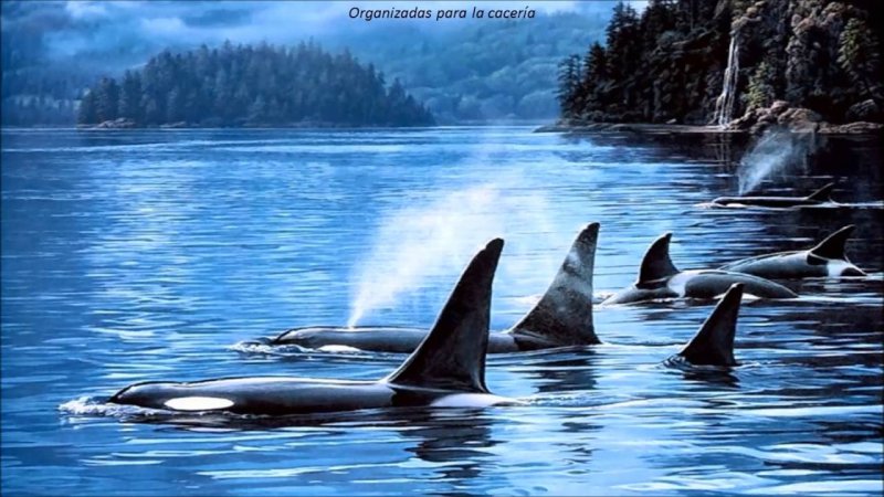 Касатка на рабочий стол