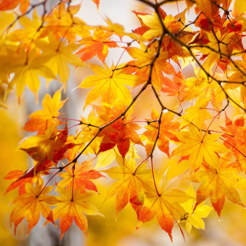 Осенний фон