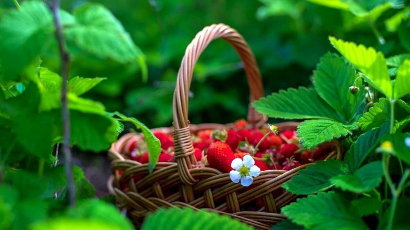 Лето клубника