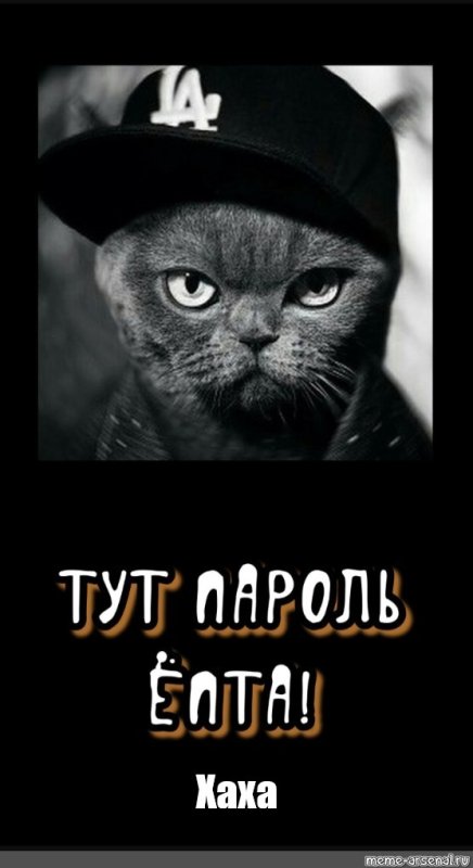 Крутые коты с надписями