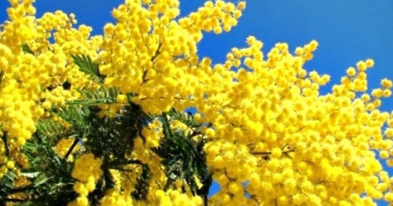 Акация серебристая Мимоза