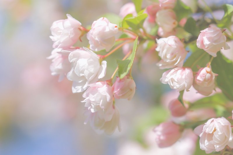 Весенний фон