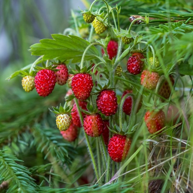 Земляника в лесу