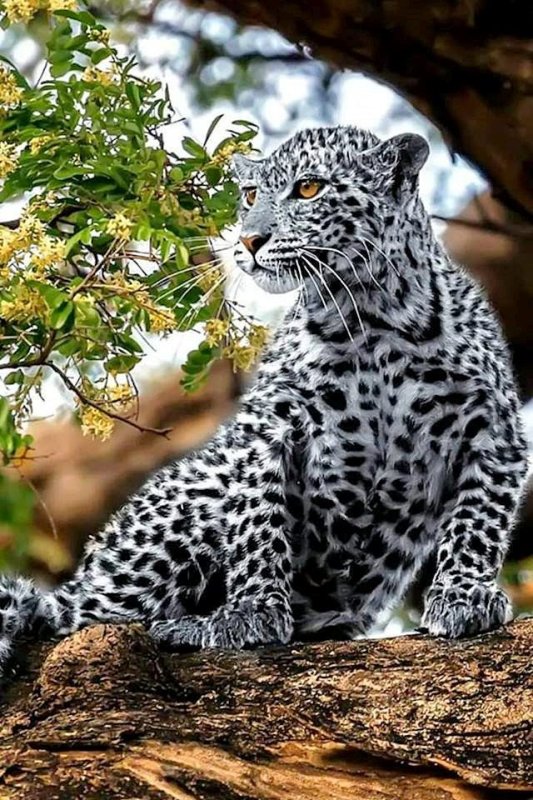 Пятнистый леопард