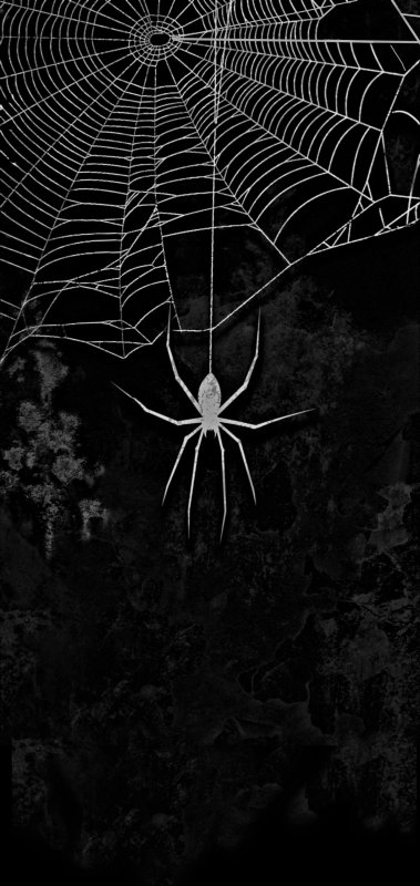 Паук на паутине