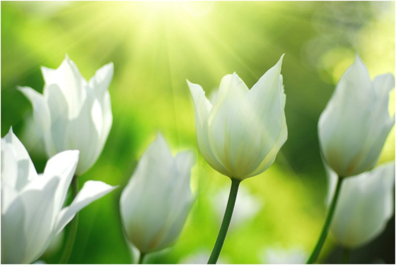 Цветы белые тюльпаны