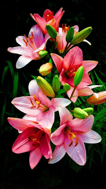 Шикарные лилии