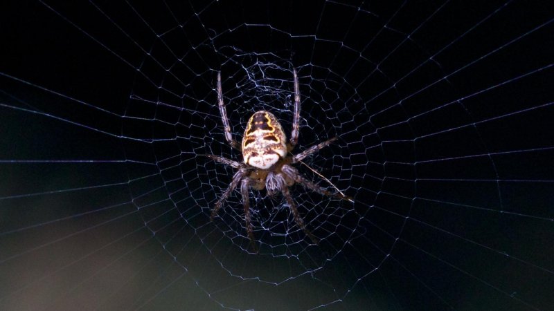 Паук на паутине