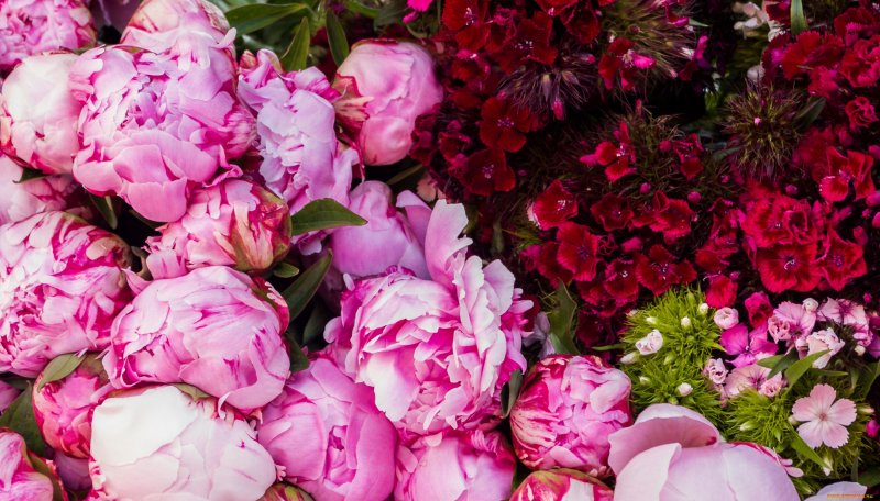 Обои на рабочий стол пионы