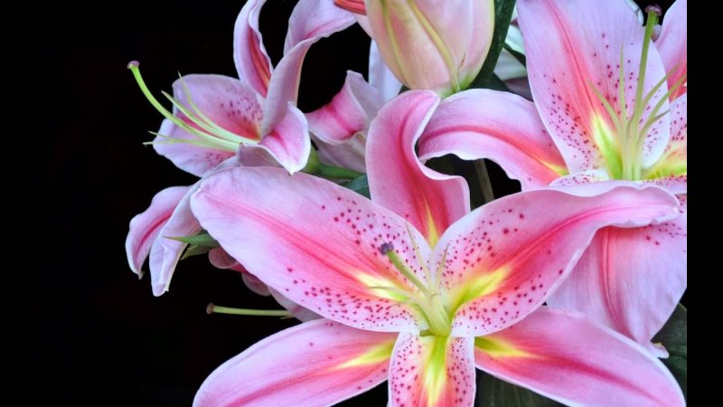 Самые красивые лилии