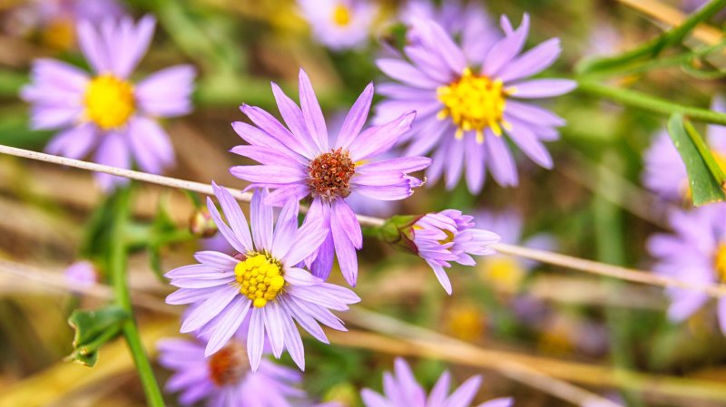 Полевые цветы фон