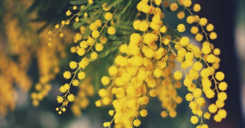 Mimosa Acacia dealbata