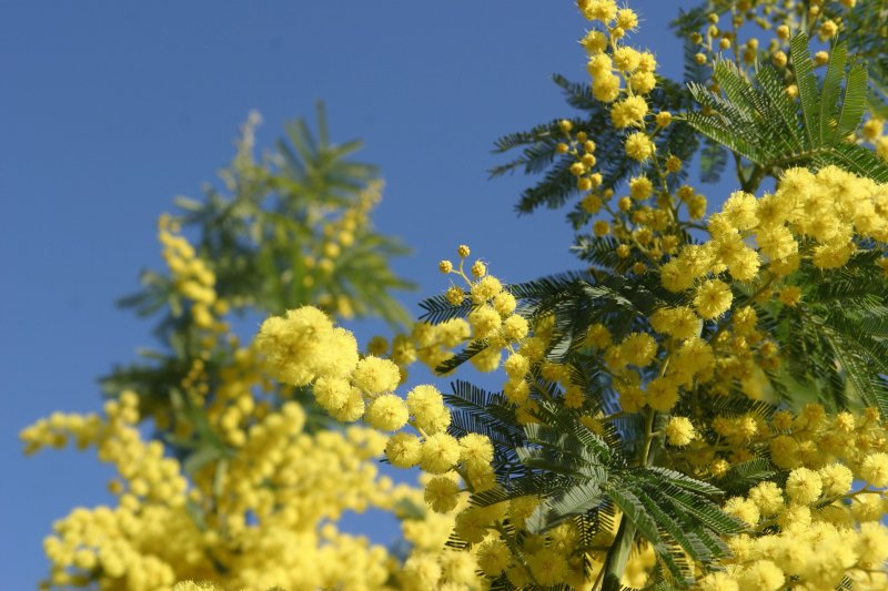 Мимоза Черноморская