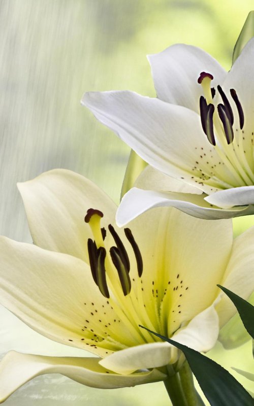 Белые лилии