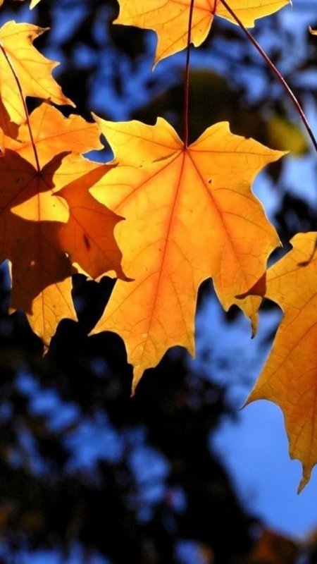 Осенняя листва