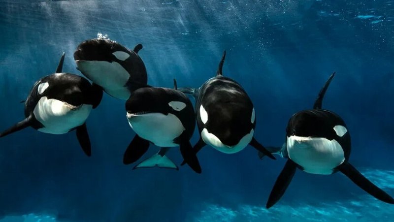 Косатка Orcinus Orca