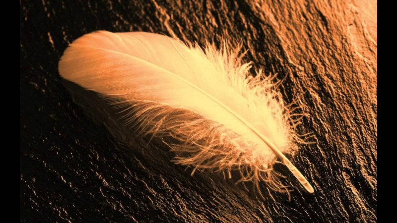 Заставка на рабочий стол перья