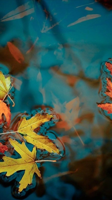 Листья на воде