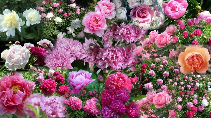 Пион Магнолия Флауэр