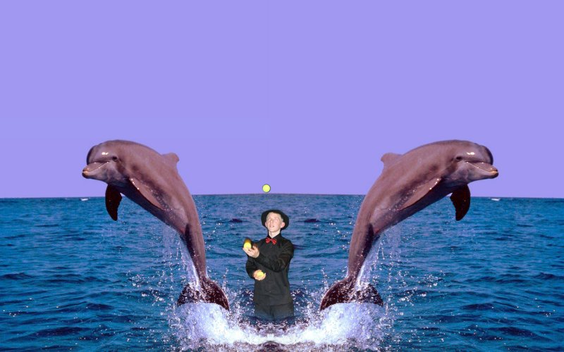 Дельфины в море