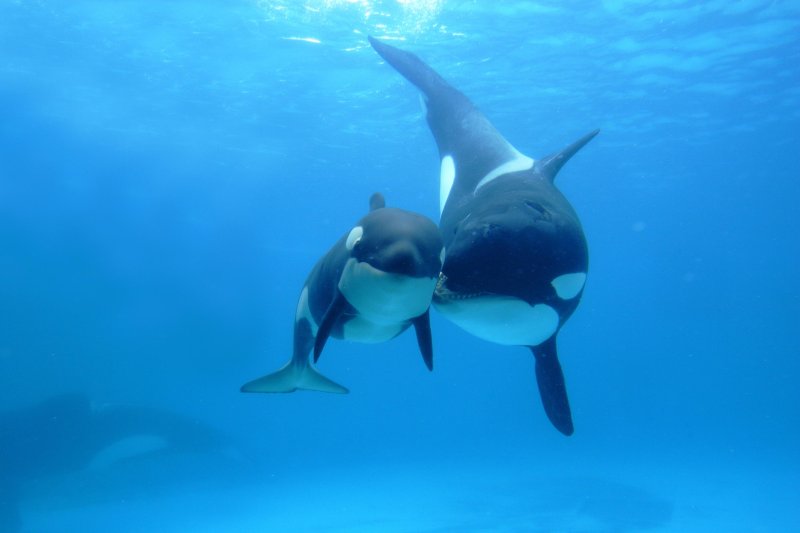 Orca Касатка
