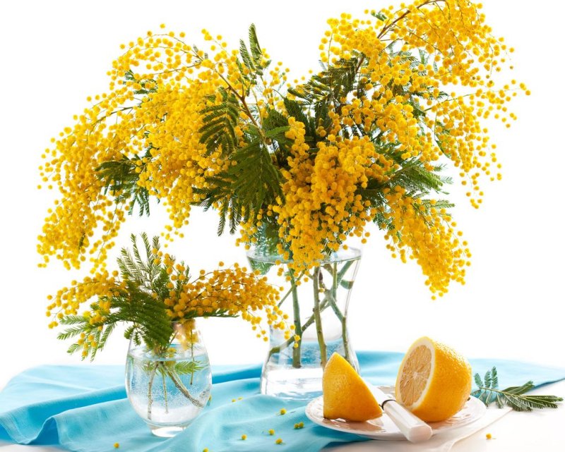 Весенние цветы Мимоза