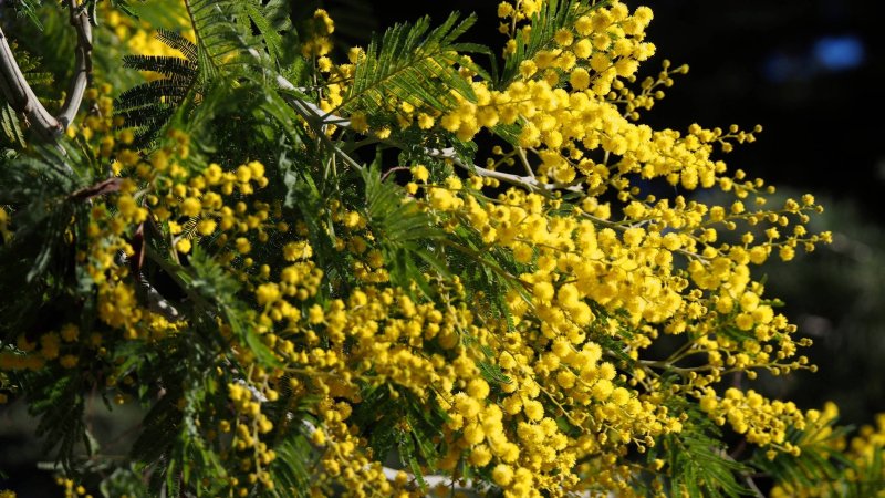 Акация серебристая Мимоза