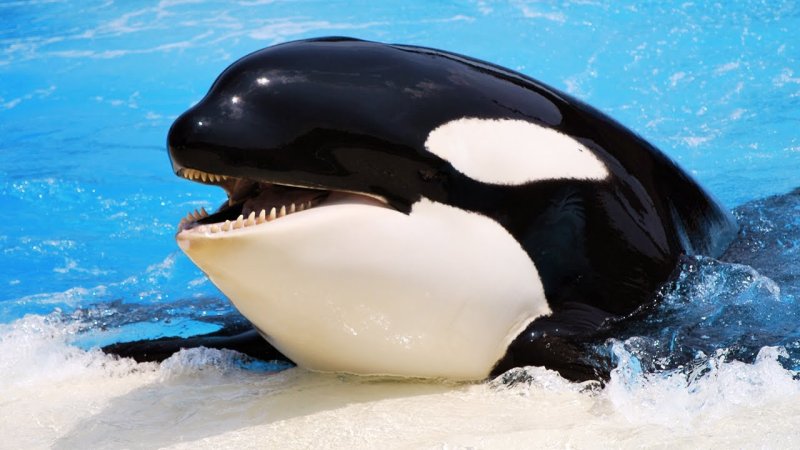 Касатка это кит или Дельфин