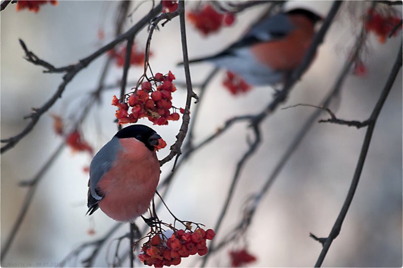 Зима рябина Снегири