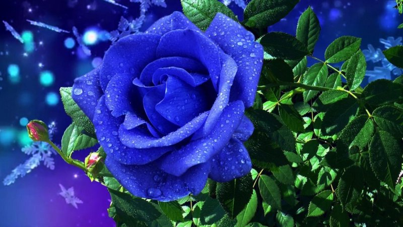 Роза голубая