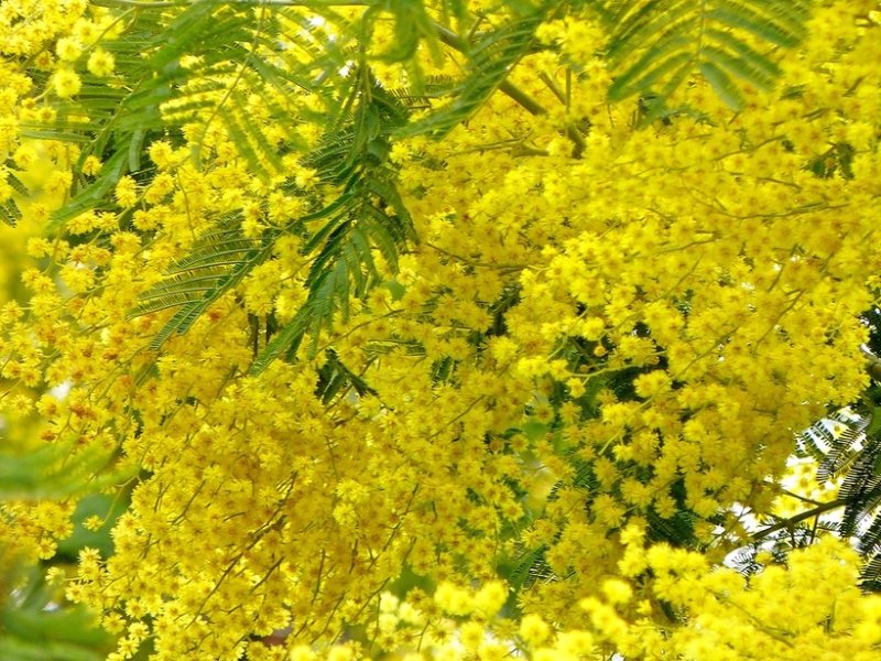 Мимоза зеленая