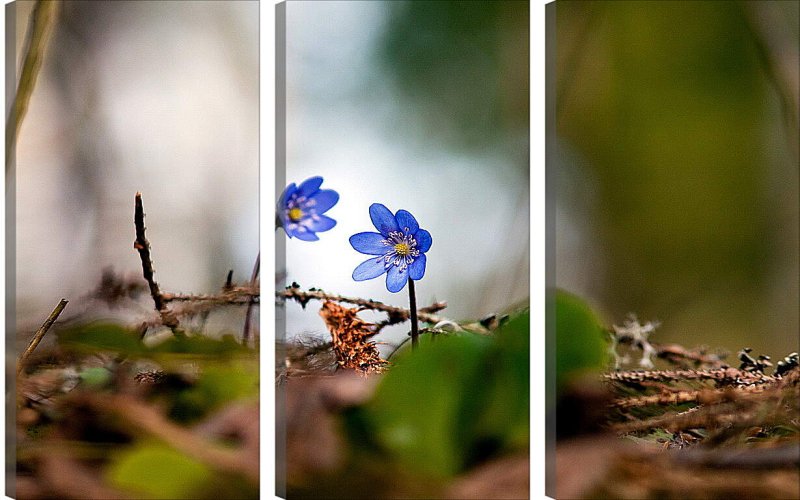 Голубые первоцветы пролески