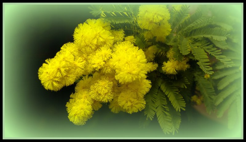 Акация серебристая Мимоза